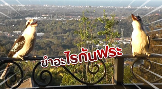 นกหายาก