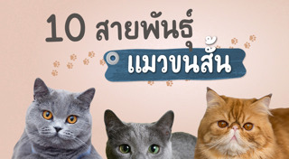 พันธุ์แมว