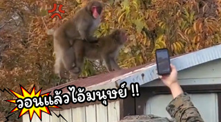 สัตว์ผสมพันธุ์