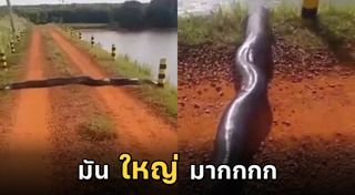 งูอนาคอนด้า