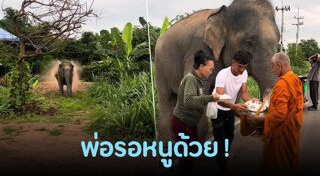 ช้างไทย