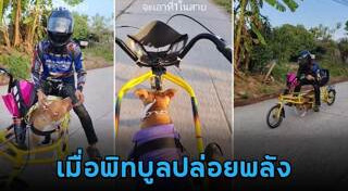 สุนัขพิตบูล