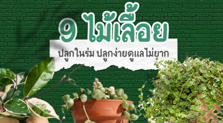 ต้นไม้ปลูกในบ้าน