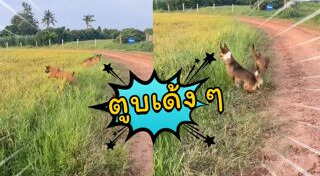 หมาดื้อ