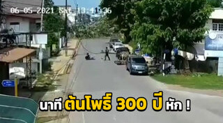 ต้นโพธิ์