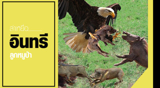 นกอินทรี