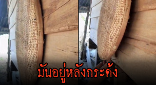 ตุ๊กแกยักษ์