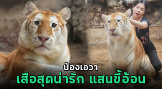 เสือโคร่ง