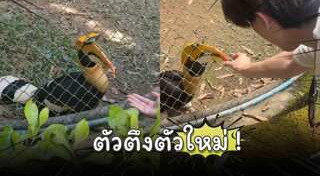 นกเงือก