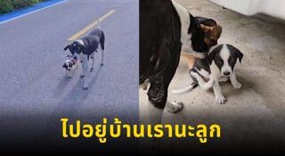 สุนัขจรจัด