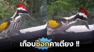 นกหายาก