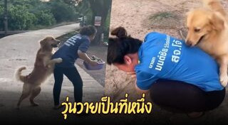 โกลเด้น รีทรีฟเวอร์