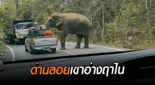 ช้างไทย