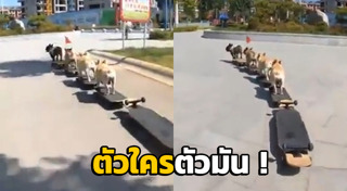 หมาพันธุ์ปั๊ก