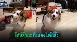 คอร์กี้