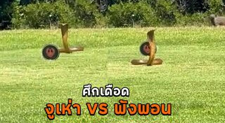 พังพอน
