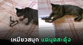 แมวไทย