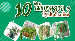 จัดสวนพื้นที่แคบ