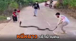 กู้ภัยจับงู