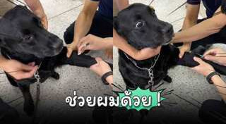 สุนัขตํารวจ