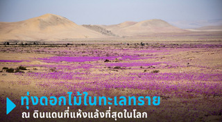 ทุ่งดอกไม้