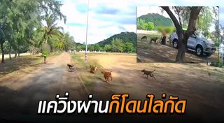 หมากัดคน