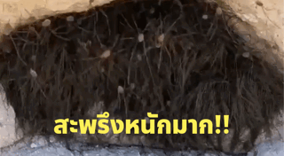 ไทย สหรัฐฯ