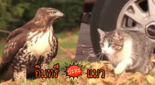 นกอินทรี