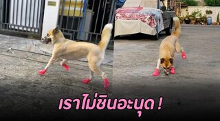 เลี้ยงสุนัข