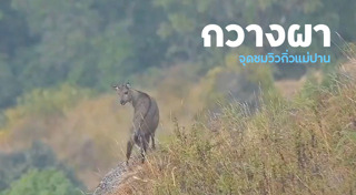 ดอยอินทนนท์