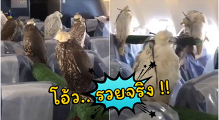 เหยี่ยว