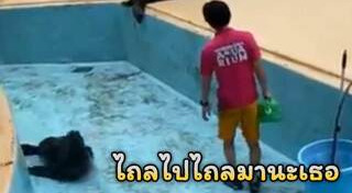 สัตว์ครึ่งบกครึ่งน้ำ