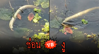 ปลาช่อน