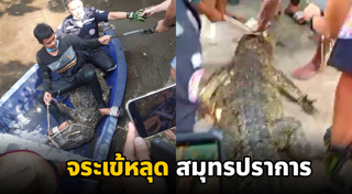จระเข้หลุดจากฟาร์ม