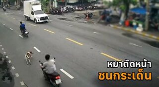 รถชนหมา