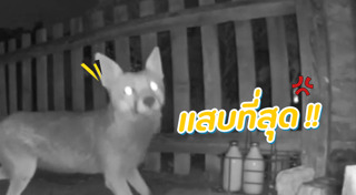 สุนัขจิ้งจอก