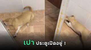 หมาดื้อ