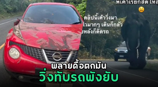 ช้างตกมัน