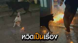 ดอกไม้ไฟ