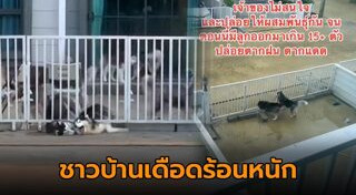 เลี้ยงสุนัข