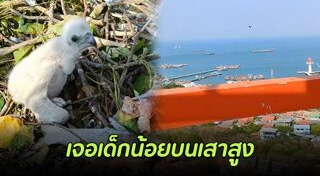 เหยี่ยว