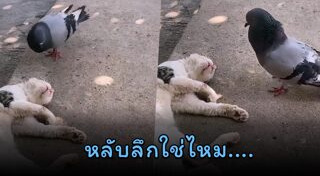 แมว