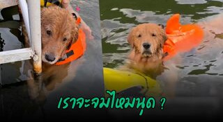 โกลเด้น รีทรีฟเวอร์