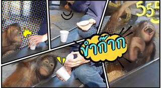 อุรังอุตัง