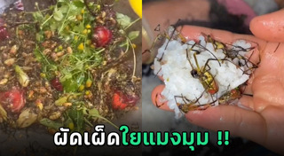 แมงมุม