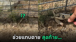 กิ้งก่า