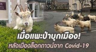 แพะภูเขา
