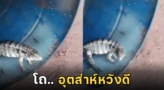กิ้งก่า