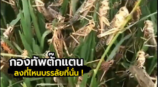 ตั๊กแตน