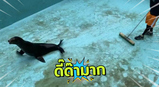 สิงโตทะเล